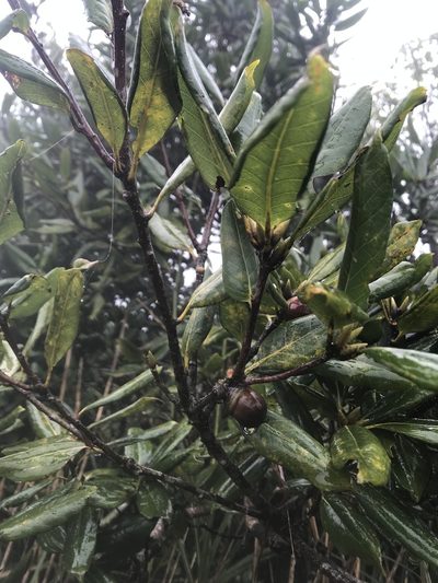 Quercus sessilifolia, photographed by poyin