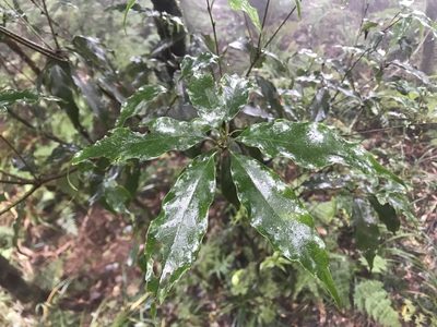 Quercus longinux, photographed by poyin