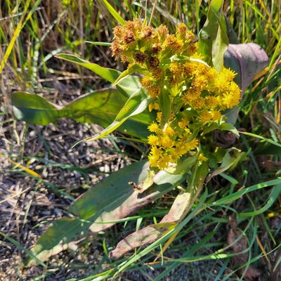 Solidago sempervirens, photographed by Dan Horowitz