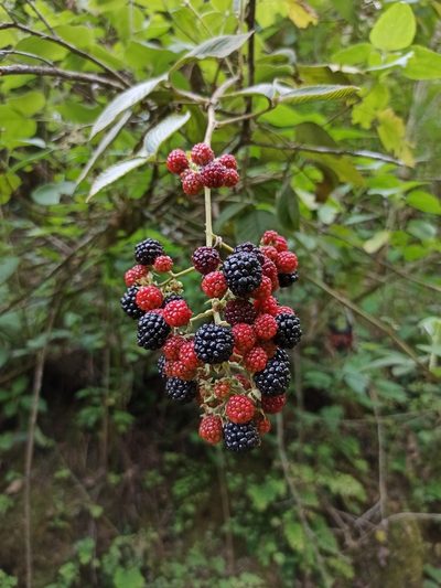 Rubus imperialis, photographed by Gonzalo Martinez