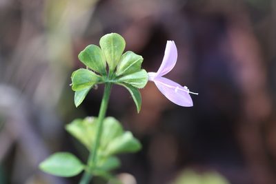 Dicliptera brachiata, photographed by Andy Jordan