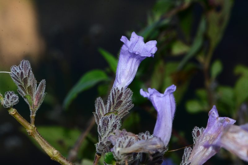 Strobilanthes scrobiculata, photographed by S.MORE