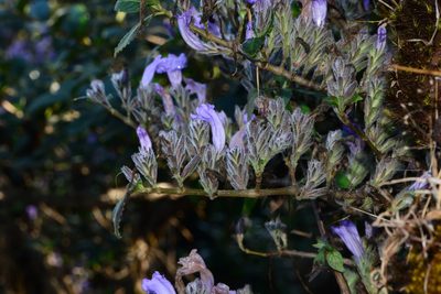 Strobilanthes scrobiculata, photographed by S.MORE
