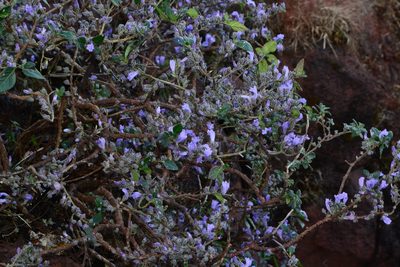 Strobilanthes scrobiculata, photographed by S.MORE