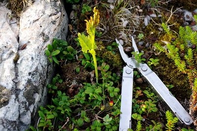 Botrychium boreale, photographed by Георгий Виноградов (Georgy Vinogradov)