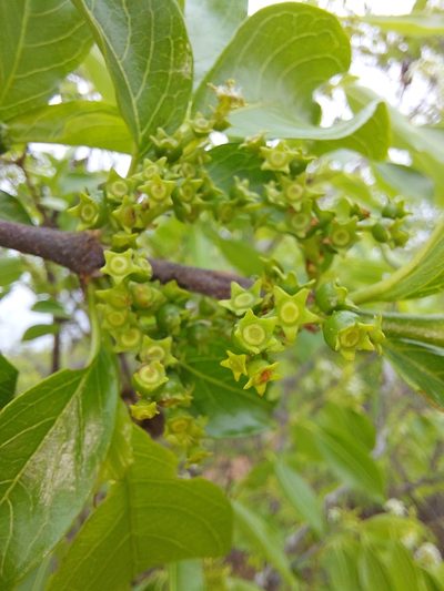 Vangueria madagascariensis, photographed by Manuel R Popp