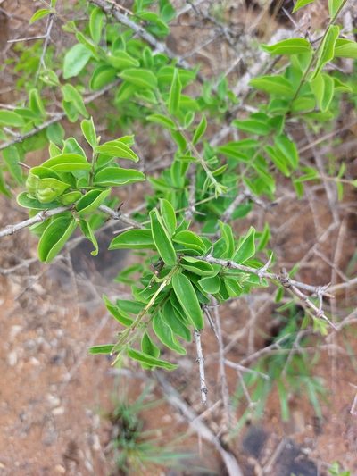 Strychnos cocculoides, photographed by Manuel R Popp