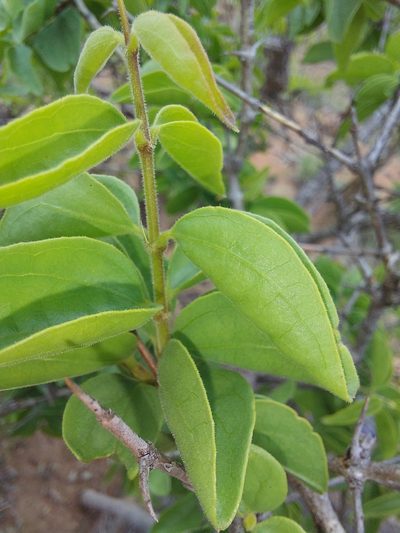 Strychnos cocculoides, photographed by Manuel R Popp
