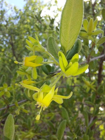 Vangueria triflora, photographed by Manuel R Popp