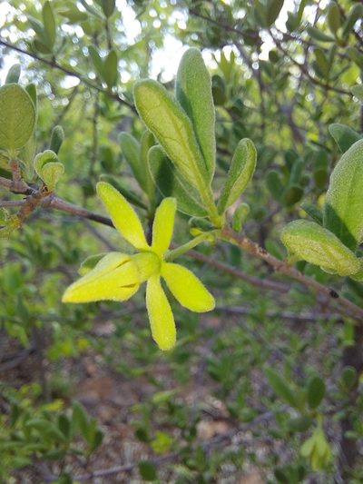 Vangueria triflora, photographed by Manuel R Popp