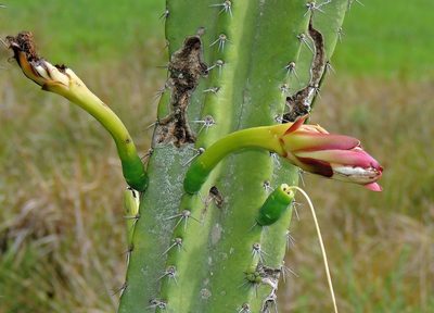 Cereus stenogonus, photographed by Hugo Hulsberg