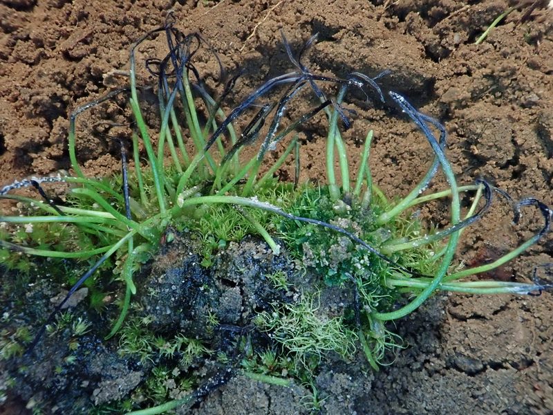 Anthoceros agrestis, photographed by Christian Berg