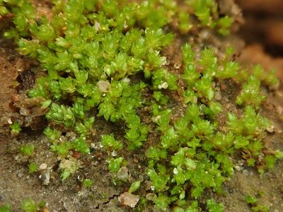 Gemmabryum dichotomum, photographed by Christian Berg