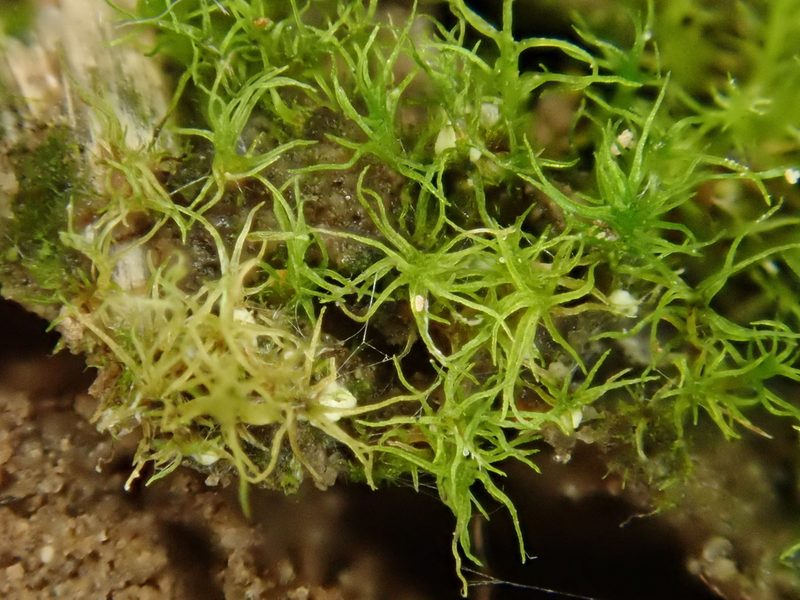 Trichodon cylindricus, photographed by Christian Berg