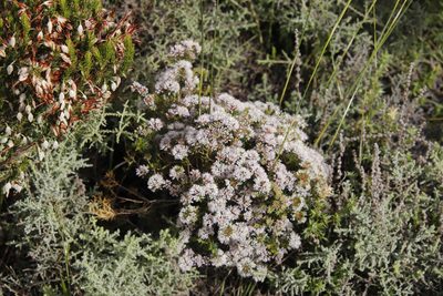Agathosma capensis, photographed by Tony Rebelo