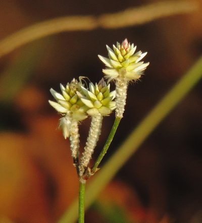 Pfaffia tuberosa, photographed by Hugo Hulsberg