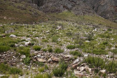 Lachenalia cernua, photographed by Tony Rebelo