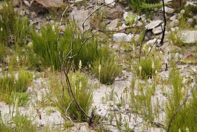 Lachenalia cernua, photographed by Tony Rebelo