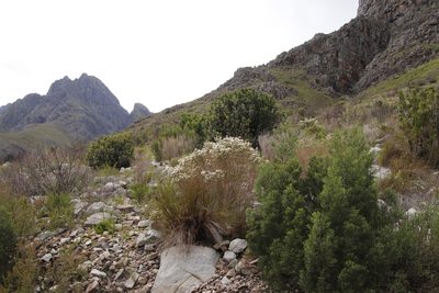 Agathosma capensis, photographed by Tony Rebelo