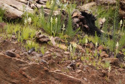 Lachenalia cernua, photographed by Tony Rebelo