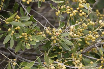 Elaeodendron schinoides, photographed by Tony Rebelo