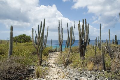 Cereus repandus, photographed by Paul Asman