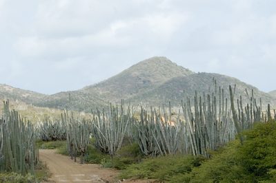 Cereus repandus, photographed by Paul Asman
