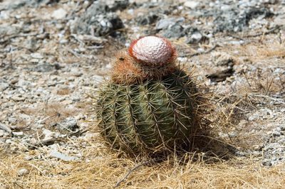 Melocactus macracanthos, photographed by Paul Asman
