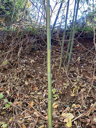 Phyllostachys aureosulcata, photographed by Emily Summerbell
