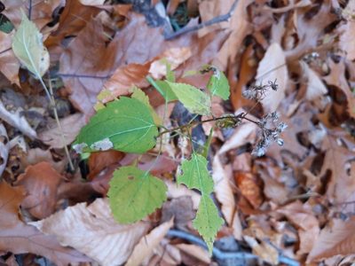 Ageratina altissima, photographed by Cecil Smith