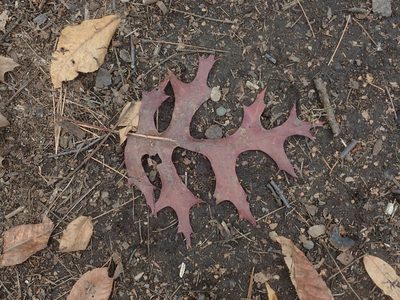 Quercus coccinea, photographed by Lynn Harper