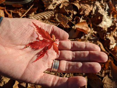Acer palmatum, photographed by Adrienne van den Beemt
