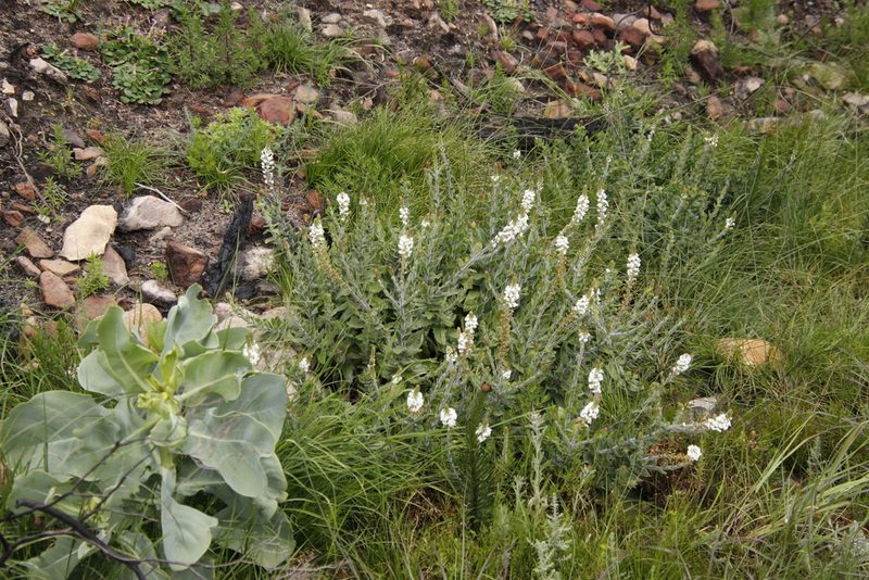 Hebenstretia lanceolata, photographed by Tony Rebelo