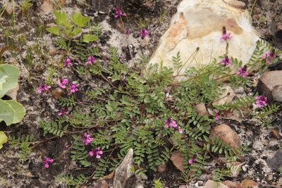 Indigofera capillaris, photographed by Tony Rebelo