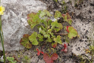 Pelargonium patulum, photographed by Tony Rebelo