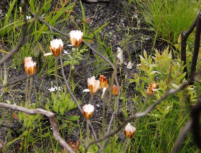 Dimorphotheca nudicaulis, photographed by Tony Rebelo