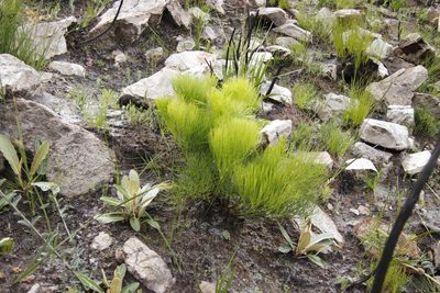 Nanobubon strictum, photographed by Tony Rebelo