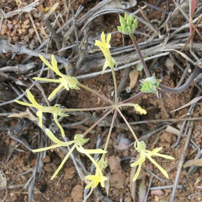 Pelargonium angustipetalum, photographed by Kevin Murray