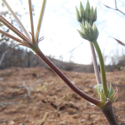 Pelargonium angustipetalum, photographed by Kevin Murray
