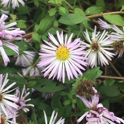 Ampelaster carolinianus, photographed by Zygy