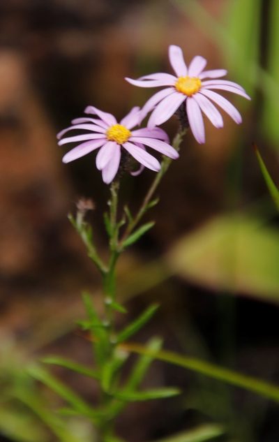 Athrixia heterophylla, photographed by Tony Rebelo