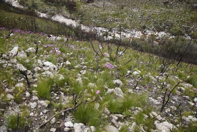 Senecio cymbalariifolius, photographed by Tony Rebelo