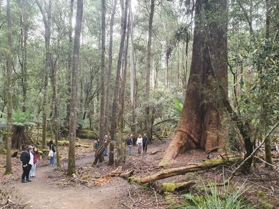 Eucalyptus regnans, photographed by Yoav Daniel Bar-Ness