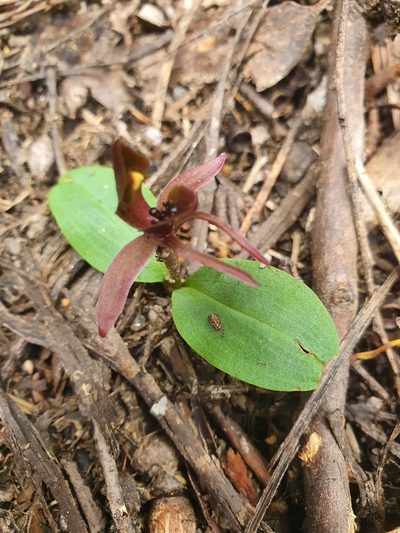 Chiloglottis grammata, photographed by Yoav Daniel Bar-Ness
