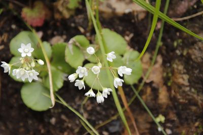 Crassula capensis, photographed by Tony Rebelo