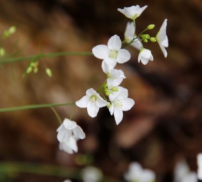 Heliophila meyeri, photographed by Tony Rebelo