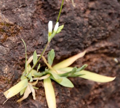 Geissorhiza bolusii, photographed by Tony Rebelo