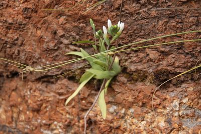 Geissorhiza bolusii, photographed by Tony Rebelo