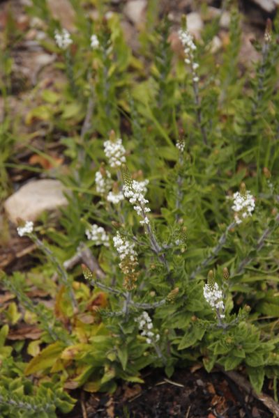 Hebenstretia lanceolata, photographed by Tony Rebelo