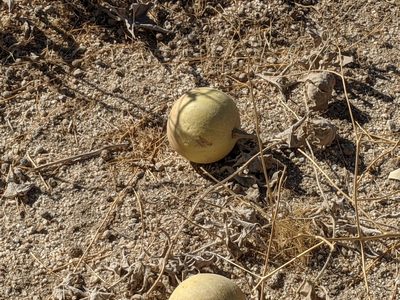 Cucurbita palmata, photographed by Alix Kosmala